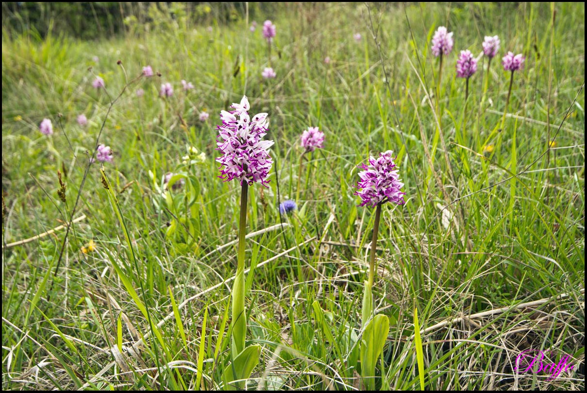 Orchis simia